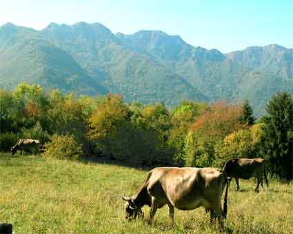 mucche al pascolo in montagna